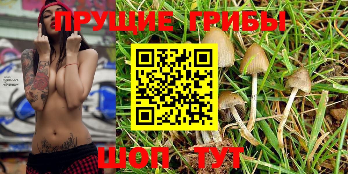 Галлюциногенные грибы Psilocybine cubensis Кызыл