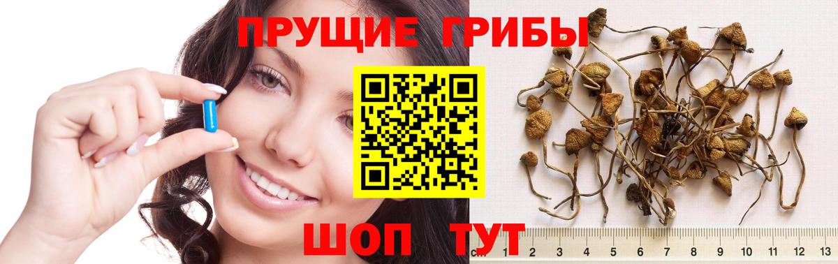 Псилоцибиновые грибы MAGIC MUSHROOMS  Вход с VPN  купить   Кызыл 